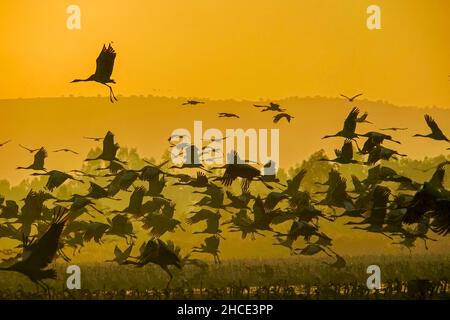 Gru comune (grus grus) profilarsi all'alba. Fotografato nella Valle di Hula, Israele, nel mese di gennaio Foto Stock