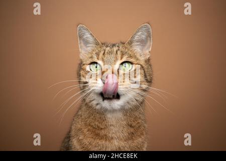 gatto tabby con occhi verdi affamati che lecca le labbra in attesa di tono alimentare su ritratto tono su sfondo marrone Foto Stock