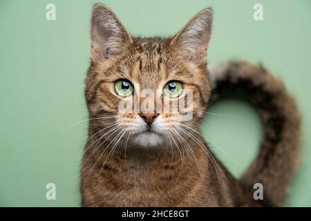gatto tabby marrone dorato con occhi verdi che guarda il ritratto della fotocamera su sfondo verde con coda piegata Foto Stock