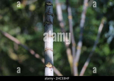 Ricinus communis o Castor pianta tronco primo piano con docce di luce solare su aree specifiche Foto Stock