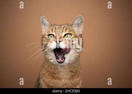 gatto tabby con occhi verdi affamati con bocca aperta leccando le labbra in attesa di cibo tono su tono ritratto su sfondo marrone Foto Stock