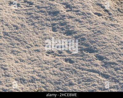 Prato mattutino d'inverno. Il terreno è coperto da uno strato di neve, la sua superficie porosa è illuminata dai raggi del sole nascente. Foto Stock