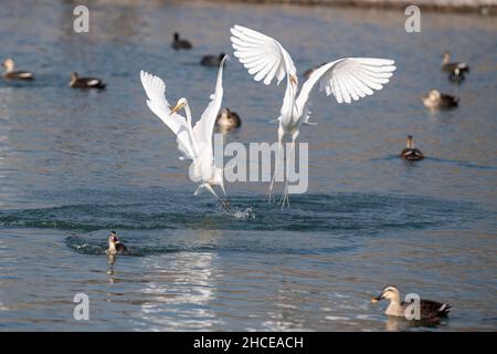 Taiyuan, provincia cinese dello Shanxi. 28th Dic 2021. Gli aironi sono visti al parco delle paludi del fiume Fenhe a Taiyuan, provincia dello Shanxi della Cina settentrionale, 28 dicembre 2021. Credit: Yang Chenguang/Xinhua/Alamy Live News Foto Stock