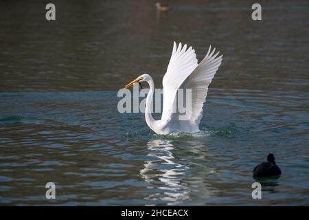 Taiyuan, provincia cinese dello Shanxi. 28th Dic 2021. Un'egretta foraggia al parco delle paludi del fiume Fenhe a Taiyuan, provincia dello Shanxi della Cina settentrionale, 28 dicembre 2021. Credit: Yang Chenguang/Xinhua/Alamy Live News Foto Stock