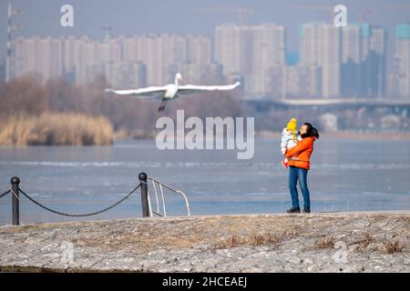 Taiyuan, provincia cinese dello Shanxi. 28th Dic 2021. Un'egretta è vista al parco delle paludi del fiume Fenhe a Taiyuan, provincia dello Shanxi della Cina settentrionale, 28 dicembre 2021. Credit: Yang Chenguang/Xinhua/Alamy Live News Foto Stock