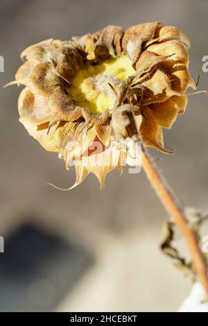 Sun essiccato e girasole appassito Foto Stock