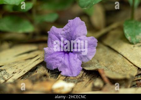 Ruellia tuberosa, nota anche come minnieroot, radice di snapdrago e patata di pecora, è una specie di pianta fiorita della famiglia delle acanthaceae ed è un wil Foto Stock
