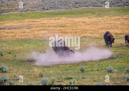 Il bisonte americano rotola in un wallow che prende un bagno di polvere Foto Stock