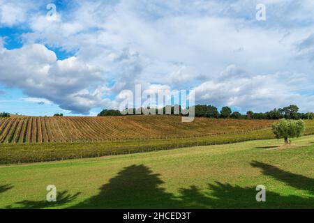 Paesaggio di campagna, tenuta agricola, vigneto, Macerata, Marche, Italia, Europa Foto Stock