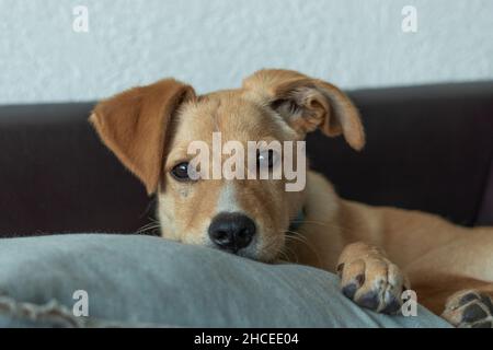 Adorabile cane che riposa sul divano Foto Stock