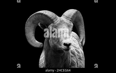 Nero e bianco Bighorn Sheep Ritratto volto carino su sfondo scuro Foto Stock