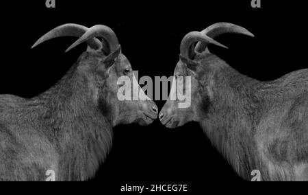 Due coppie Barbary Goat Face in Black background Foto Stock