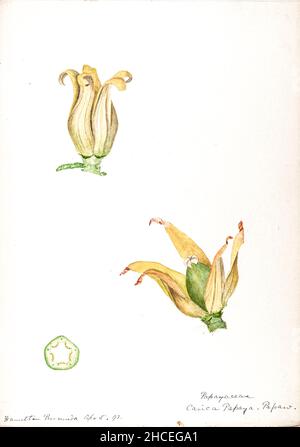 La papaya (papaw, o pawpaw) è la pianta Carica papaya, una delle 22 specie accettate nel genere Carica della famiglia Caricaceae. La sua origine è nei tropici delle Americhe, forse dall'America Centrale e dal Messico meridionale.. Dallo Sketchbook No. 18 - frutti e fiori delle Bermuda di Helen Sharp 1892-1903 Foto Stock