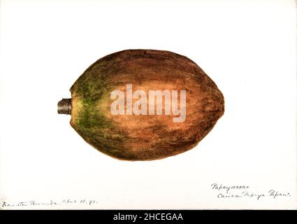 La papaya (papaw, o pawpaw) è la pianta Carica papaya, una delle 22 specie accettate nel genere Carica della famiglia Caricaceae. La sua origine è nei tropici delle Americhe, forse dall'America Centrale e dal Messico meridionale.. Dallo Sketchbook No. 18 - frutti e fiori delle Bermuda di Helen Sharp 1892-1903 Foto Stock