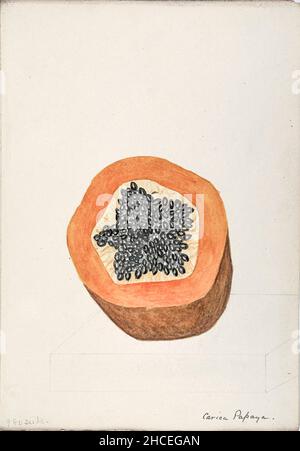 La papaya (papaw, o pawpaw) è la pianta Carica papaya, una delle 22 specie accettate nel genere Carica della famiglia Caricaceae. La sua origine è nei tropici delle Americhe, forse dall'America Centrale e dal Messico meridionale.. Dallo Sketchbook No. 18 - frutti e fiori delle Bermuda di Helen Sharp 1892-1903 Foto Stock