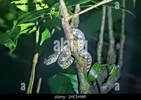 Ciglia viper (Bothriechis schlegelii), Refugio de Vida Silvestre Monteverde, Monteverde, Costa Rica Foto Stock