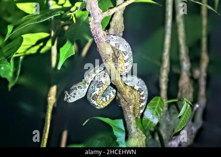 Ciglia viper (Bothriechis schlegelii), Refugio de Vida Silvestre Monteverde, Monteverde, Costa Rica Foto Stock