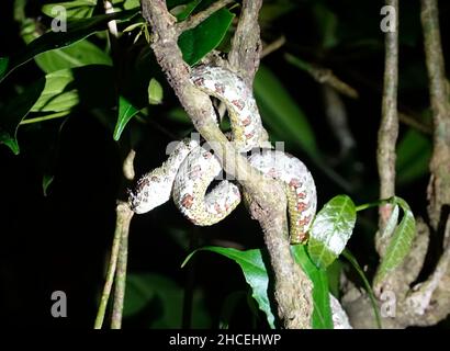 Ciglia viper (Bothriechis schlegelii), Refugio de Vida Silvestre Monteverde, Monteverde, Costa Rica Foto Stock