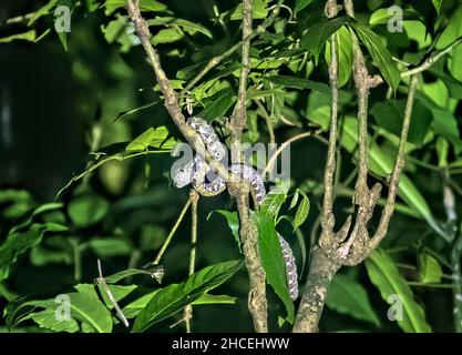 Ciglia viper (Bothriechis schlegelii), Refugio de Vida Silvestre Monteverde, Monteverde, Costa Rica Foto Stock