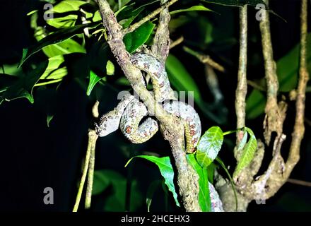 Ciglia viper (Bothriechis schlegelii), Refugio de Vida Silvestre Monteverde, Monteverde, Costa Rica Foto Stock