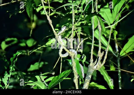 Ciglia viper (Bothriechis schlegelii), Refugio de Vida Silvestre Monteverde, Monteverde, Costa Rica Foto Stock