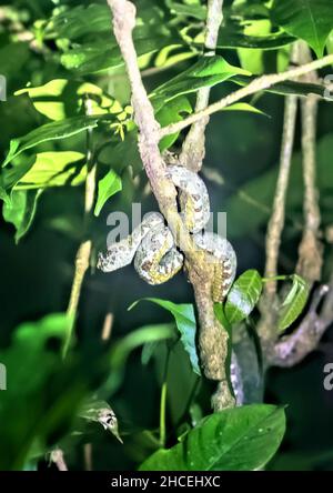 Ciglia viper (Bothriechis schlegelii), Refugio de Vida Silvestre Monteverde, Monteverde, Costa Rica Foto Stock