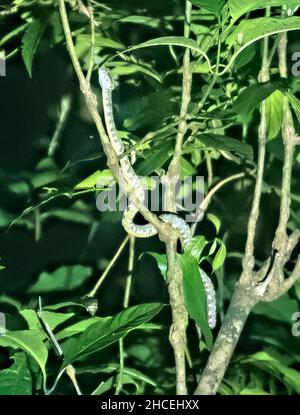 Ciglia viper (Bothriechis schlegelii), Refugio de Vida Silvestre Monteverde, Monteverde, Costa Rica Foto Stock