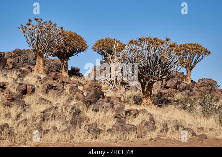 Alberi di fremito e rocce di granito nel deserto semi-arido di Kalahari, Namibia, Africa. Foto Stock