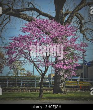 Primo piano di un redbud che fiorisce nel mezzo del parco Foto Stock