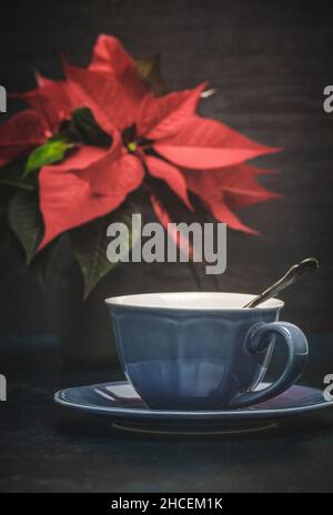 Tazza blu e piattino con pianta di Poinsettia rossa sfocata sullo sfondo Foto Stock