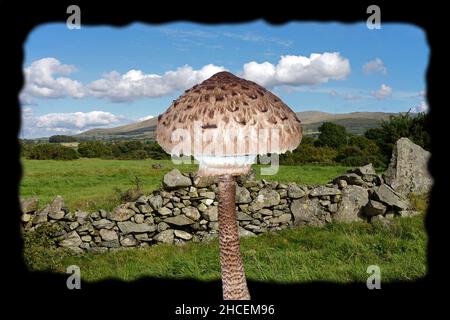 Macrolepiota procera (fungo parasolo) è mostrato con il suo tipico habitat erboso (sfondo) nel Galles del Nord. Foto Stock