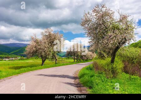 campagna carpaziana in primavera. alberi fioriti lungo la strada che si snoda verso le lontane montagne. bellissimo paesaggio rurale in una giornata di sole. clo Foto Stock