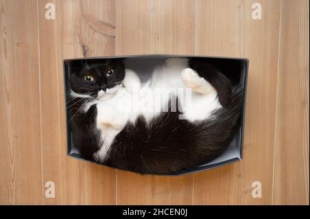 vista dall'alto del gatto bianco e nero che poggia in una piccola scatola di cartone per scarpe sul pavimento guardando verso l'alto la macchina fotografica Foto Stock