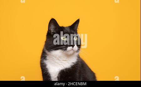 ritratto in primo piano di un gatto bianco e nero su sfondo giallo che guarda sul lato dello spazio di copia Foto Stock