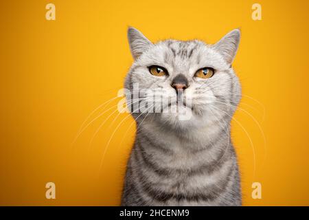 silver tabby british shorthair gatto guardando fotocamera studio ritratto su sfondo giallo con spazio copia Foto Stock