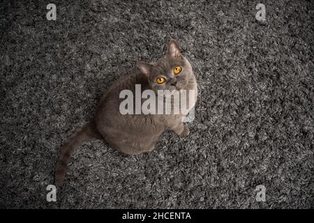 vista ad alto angolo di un gatto blu corto britannico seduto su un tappeto guardando verso l'alto la macchina fotografica con spazio per la copia Foto Stock