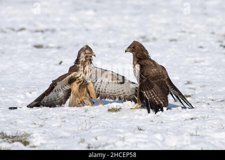 Buzzard comune (Buteo buteo) due combattimenti sul cibo in inverno, bassa Sassonia, Germania Foto Stock