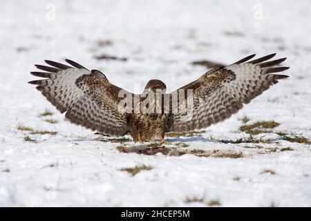 Buzzard comune (Buteo buteo) in volo di atterraggio accanto al carrione in inverno su campo nevoso, bassa Sassonia, Germania Foto Stock