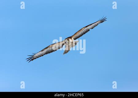 Buzzard comune (Buteo buteo) in volo, alle stelle, bassa Sassonia, Germania Foto Stock