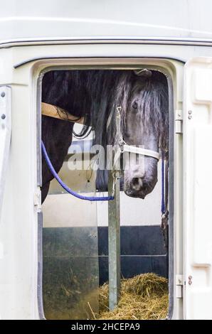 Un cavallo grigio sembra curiosamente fuori dalla finestra di un crine. Foto Stock