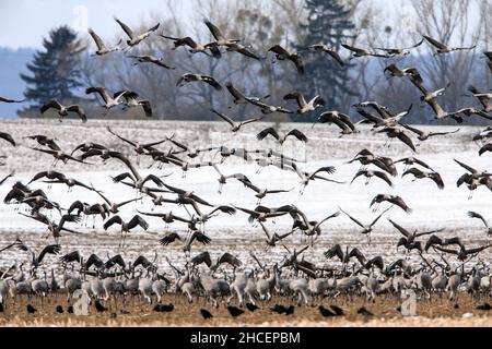 Comune Crane (Grus grus) sulla migrazione primaverile verso nord, gregge sbarcare su seminativi, bassa Sassonia, Germania Foto Stock