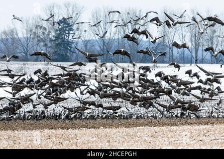 Comune Crane (Grus grus) sulla migrazione primaverile a nord, gregge sbarcare su seminativi, bassa Sassonia, Germania Foto Stock