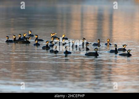 Grande Cormorano (Phalacrocorax carbo) gregge sul lago di pesca del pescatore, bassa Sassonia, Germania Foto Stock