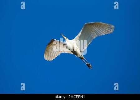 Grande Egret (Casmerodius albus) in volo, bassa Sassonia, Germania Foto Stock