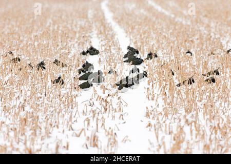 Lapping (Vanellus vanellus) riposato su campi di stoppie, dopo aver volato a nord in primavera, catturato da neve tarda, bassa Sassonia Germania Foto Stock