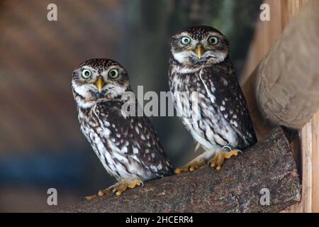 Little Owl (Athene nattua) due arroccato insieme, prigioniero, bassa Sassonia Germania Foto Stock