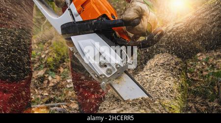 Motosega che si erge su un mucchio di legna da ardere nel cortile su uno sfondo bellissimo di erba verde e foresta. Taglio del legno con un tester per motori Foto Stock