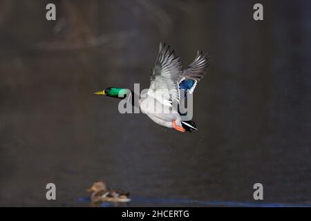 Mallard (Anas platyrhynchos) in volo sul lago bassa Sassonia Germania Foto Stock