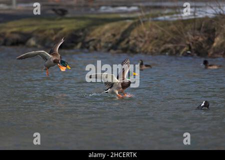 Mallard (Anas platyrhynchos) due draghi che sbarcano sul lago bassa Sassonia Germania Foto Stock