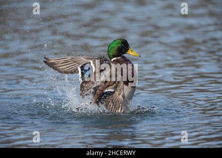 Mallard (Anas platyrhynchos) drake bagno nel lago bassa Sassonia Germania Foto Stock